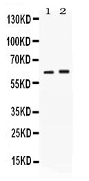 Anti-SCTR Antibody Picoband®