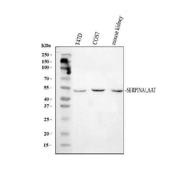 Anti-alpha 1 Antitrypsin/SERPINA1 Antibody Picoband®