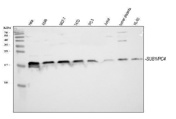 Anti-PC4/SUB1 Antibody Picoband®