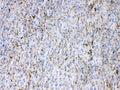 Anti-Synapsin I/SYN1 Antibody Picoband®