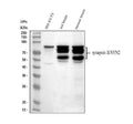 Anti-Synapsin II/SYN2 Antibody Picoband®