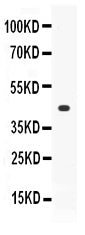 Anti-Thrombopoietin/THPO Antibody Picoband®