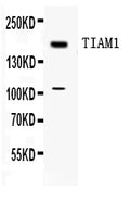 Anti-TIAM1 Antibody Picoband®