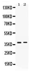 Anti-TNFRSF14 Antibody Picoband®