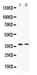 Anti-TNFRSF14 Antibody Picoband®