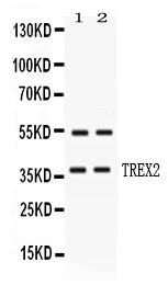 Anti-TREX2 Antibody Picoband®