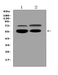 Anti-VNN1 Antibody Picoband®