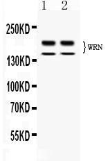 Anti-Werner's syndrome helicase WRN/WRN Antibody Picoband®