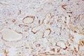 Anti-Adiponectin/ADIPOQ Antibody Picoband®