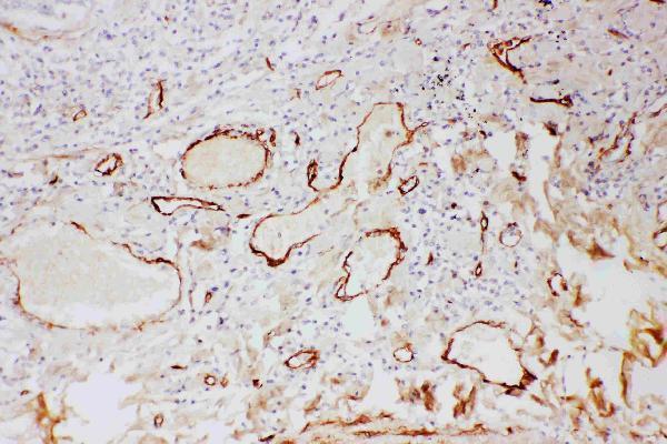 Anti-Adiponectin/ADIPOQ Antibody Picoband®