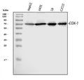 Anti-COX1/Cyclooxygenase 1/PTGS1 Antibody Picoband®
