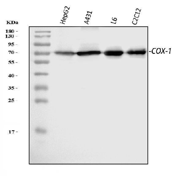 Anti-COX1/Cyclooxygenase 1/PTGS1 Antibody Picoband®