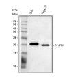 Anti-IL18 Antibody Picoband®
