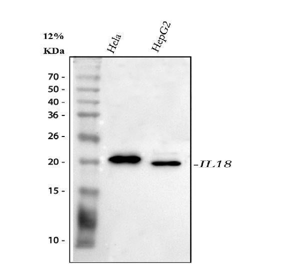 Anti-IL18 Antibody Picoband®
