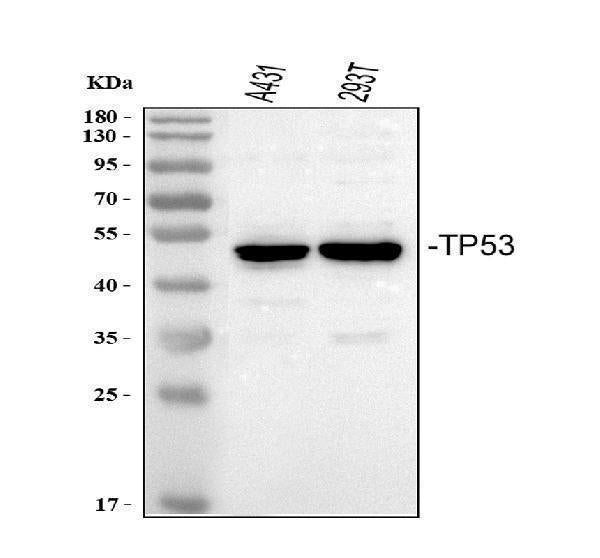 Anti-P53/TP53 Antibody Picoband®
