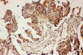 Anti-CNTF Antibody Picoband®