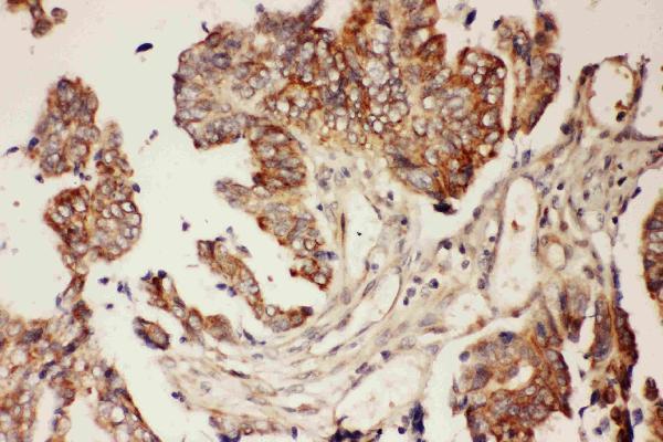 Anti-CNTF Antibody Picoband®