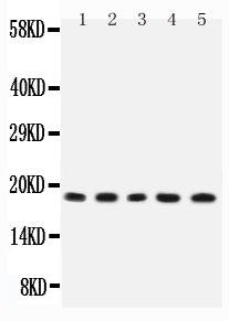Anti-IL2 Antibody Picoband®