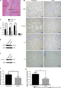 Anti-IL18 Antibody Picoband®