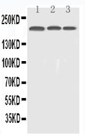 Anti-EGFR Antibody Picoband®