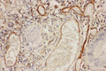 Anti-ICAM1 Antibody Picoband®