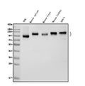 Anti-ICAM1 Antibody Picoband®