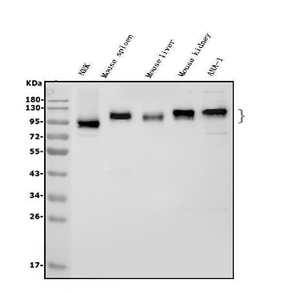 Anti-ICAM1 Antibody Picoband®