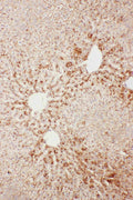 Anti-Serum Amyloid P/APCS Antibody Picoband®