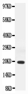 Anti-Interferon gamma/IFNG Antibody Picoband®
