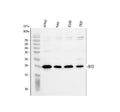 Anti-BID Antibody Picoband®
