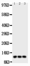 Anti-I-309/CCL1 IGF1R Antibody Picoband®