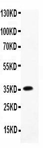 Anti-MCP3/CCL7 Antibody Picoband®