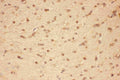 Anti-CNTF Antibody Picoband®