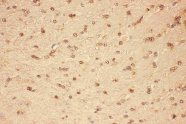 Anti-CNTF Antibody Picoband®