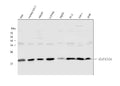 Anti-Cofilin/CFL1 Antibody Picoband®