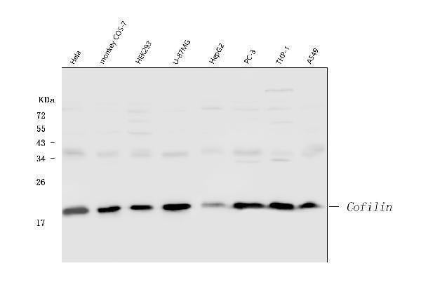 Anti-Cofilin/CFL1 Antibody Picoband®