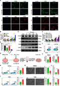 Anti-IL6 Antibody Picoband®