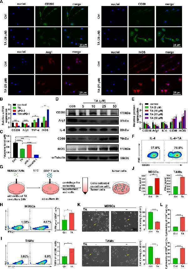 Anti-IL6 Antibody Picoband®