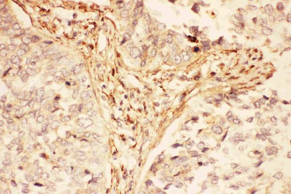 Anti-LIF Antibody Picoband®