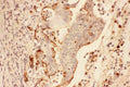 Anti-MMP7 Antibody Picoband®