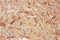 Anti-MMP7 Antibody Picoband®