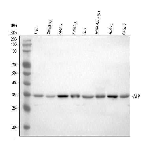 Anti-ARA9/AIP Antibody Picoband®
