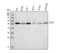 Anti-AKT2 Antibody Picoband®