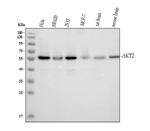 Anti-AKT2 Antibody Picoband®