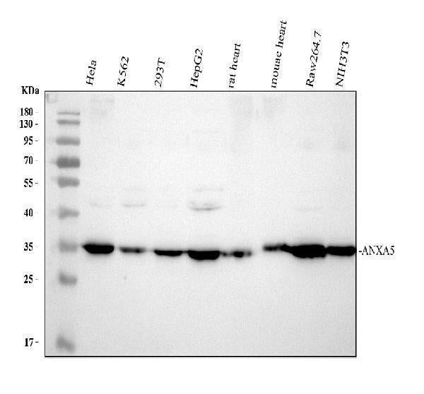 Anti-Annexin V/ANXA5 Antibody Picoband®