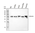 Anti-Calbindin/CALB1 Antibody Picoband®