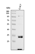 Anti-Cathepsin B/CTSB Antibody Picoband®