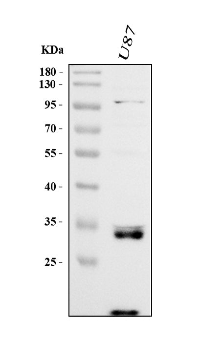Anti-Cathepsin B/CTSB Antibody Picoband®