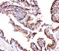 Anti-Cathepsin D/CTSD Antibody Picoband®