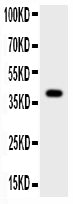 Anti-Cathepsin G/CTSG Antibody Picoband®